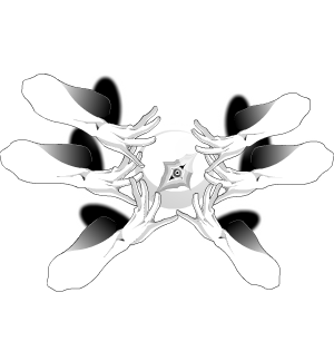 Embrace of the Anomaly CC