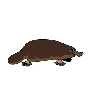 Barry The Platypus