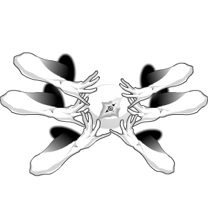 Embrace of the Anomaly