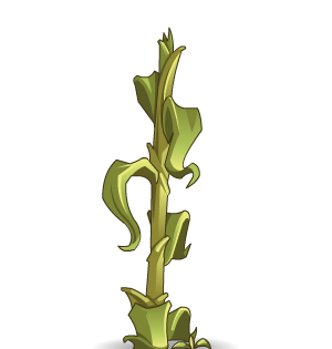 Corn Stalk