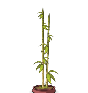 Bamboo Plant